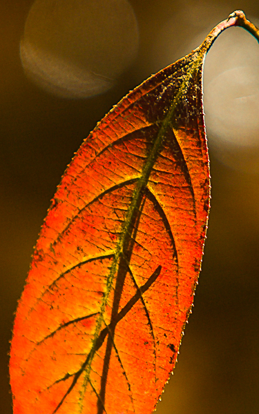 _MG_1039-Edit
