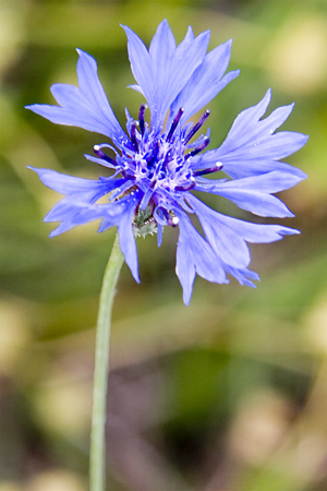MG_4130-w