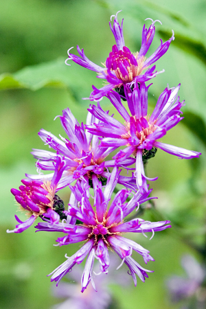 TN_flowers_MG_4706