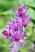 TN_flowers_MG_4706